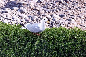 Gull, Thayer's 1 B02P49I02